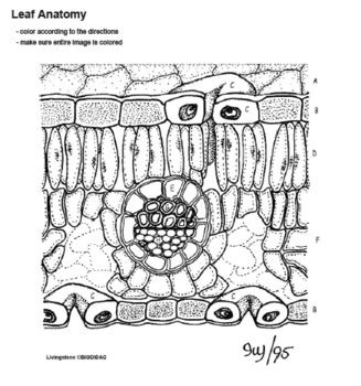 Leaf Anatomy Coloring
