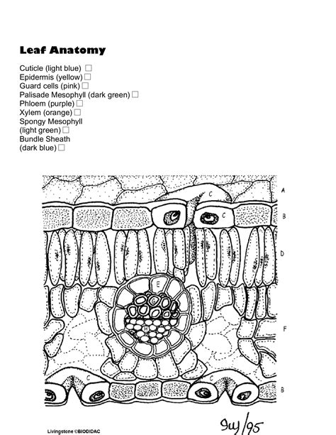 leaf anatomy coloring sheet answers
