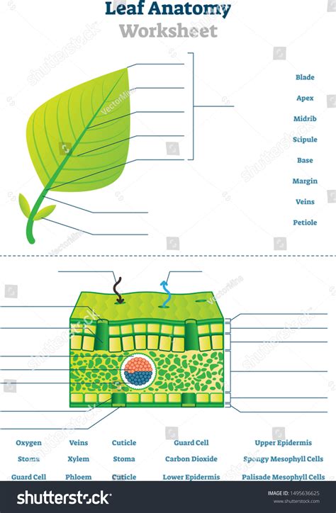 Leaf Anatomy Key
