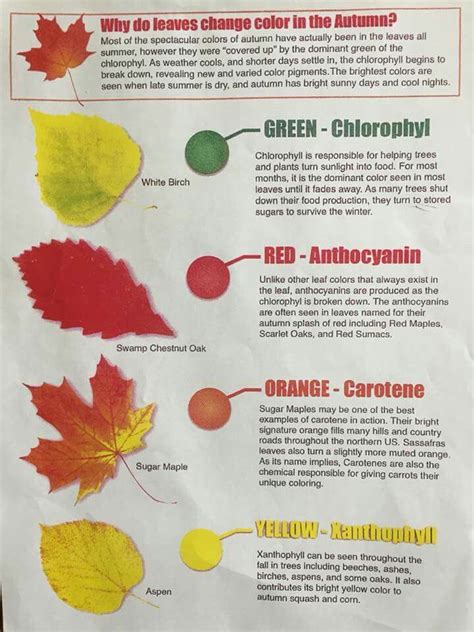 leaf color