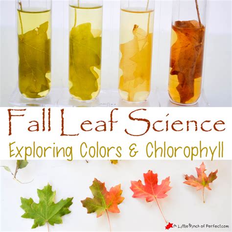 Leaf Color Experiment Color Science For Kids Green Leaf Science Experiments - Leaf Science Experiments