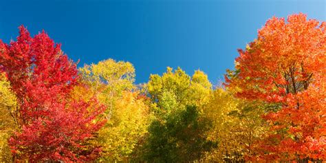 leaf colors