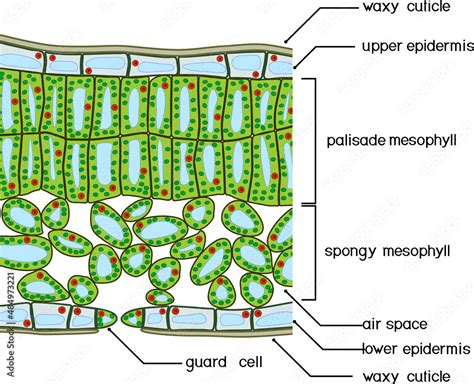 Leaf Cross Section Diagram