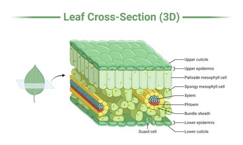 leaf cross section diagram key