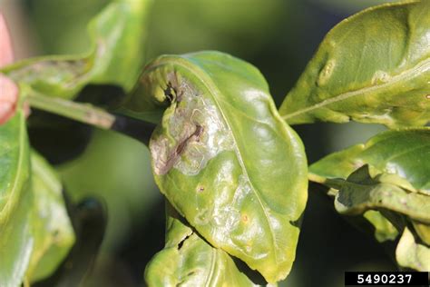 leaf curl in lime trees