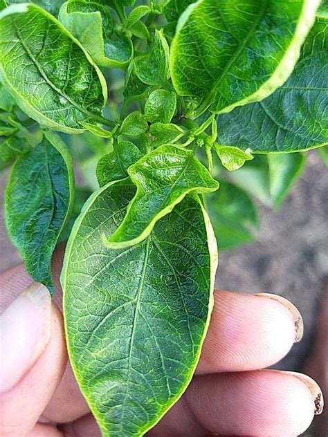 Leaf Curl Of Chilli
