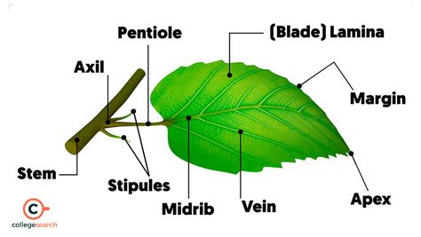 leaf definition