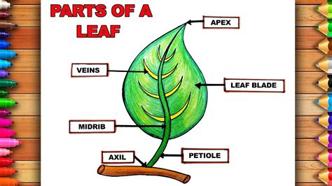 Leaf Drawing And Labeling Labs