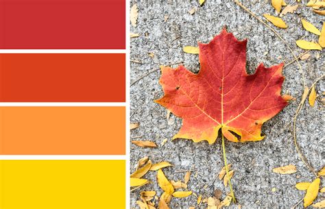 leaf fall color