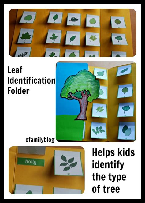 Leaf Identification Folder Ofamily Learning Together Tree Identification Worksheet - Tree Identification Worksheet