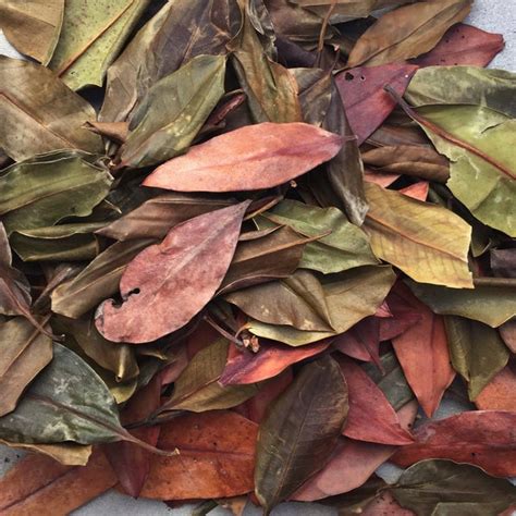 Leaf Litter Fall Mangrove