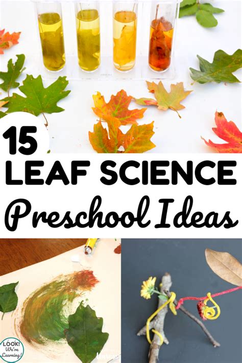 Leaf Science Activities For Preschoolers   Fall Leaf Activities For Preschoolers To Spark Fun - Leaf Science Activities For Preschoolers