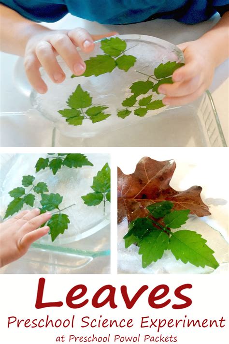 Leaf Science Experiments For Preschoolers Leaf Science Experiments - Leaf Science Experiments