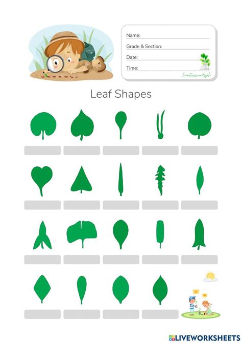Leaf Shapes Hunterswoodsph Com Worksheet Montessori Botany Tree Identification Worksheet - Tree Identification Worksheet