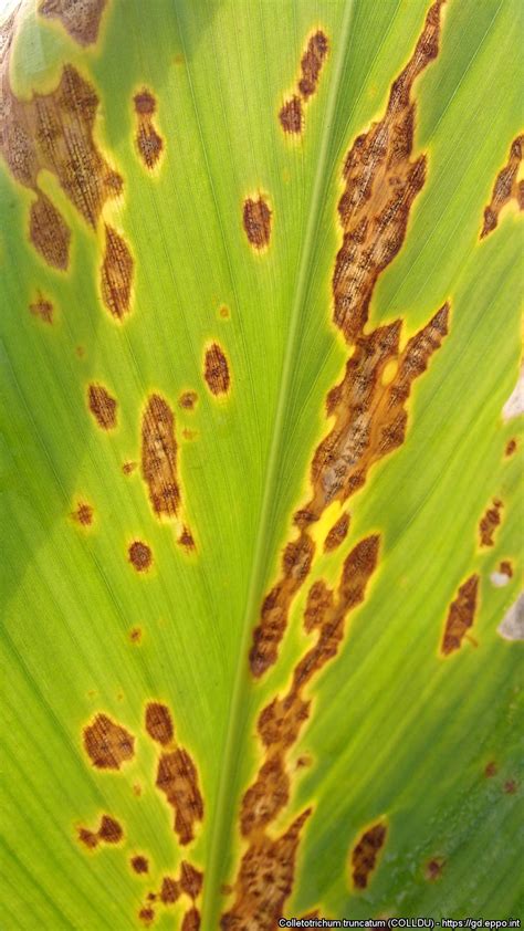 Leaf Spot Of Turmeric