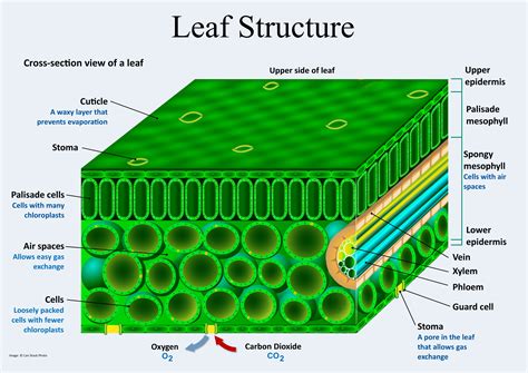 Leaf Structure And Function Cut And Stick Worksheet Leaves Worksheet Answers - Leaves Worksheet Answers