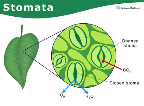 Leaf Structure And Stomata Exercise Answer Key