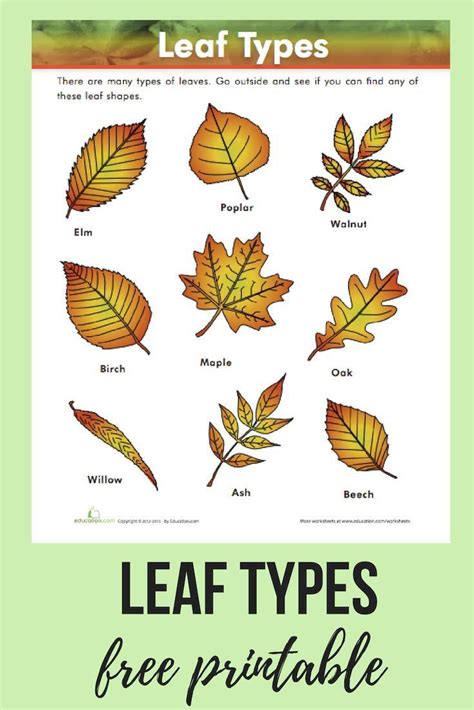 Leaf Types Worksheet Education Com Types Of Leaves Worksheet - Types Of Leaves Worksheet