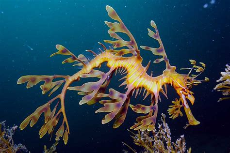 Leafy Sea Dragon
