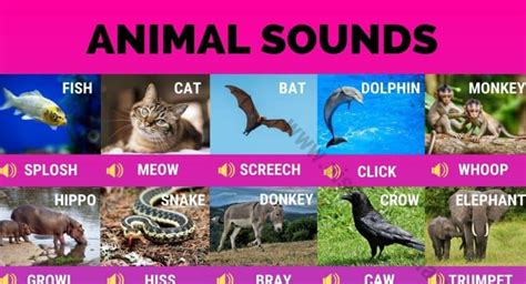 learn about adorable animals,animal sounds,horse,chick,fish,tiger ...