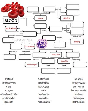 Learn About The Blood Using Graphic Organizers Blood Concept Map Worksheet Answers - Blood Concept Map Worksheet Answers