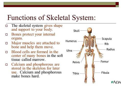 Learn About The Human Skeleton Functions Bone Names Human Skeleton Worksheet Answers - Human Skeleton Worksheet Answers