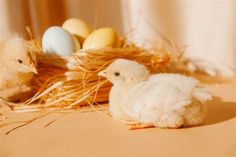 Learn All About Astounding Animals That Hatch From Animal Hatched From Egg - Animal Hatched From Egg