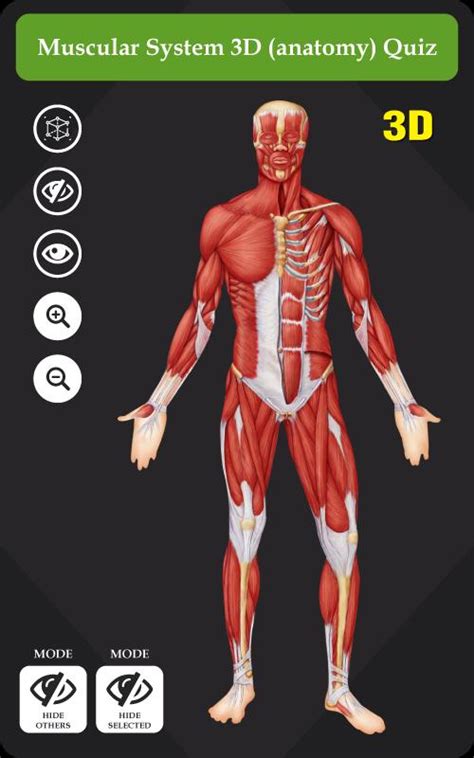 Learn All Muscles With Quizzes And Labeled Diagrams Muscle System Worksheet - Muscle System Worksheet