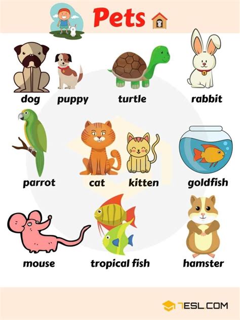 Learn Names Of Pets For Kids Pet Animal Pets Kindergarten - Pets Kindergarten