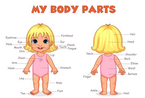 Learn Parts Of The Body Kids Pre School Preschool Worksheets Body Parts - Preschool Worksheets Body Parts