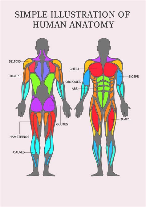 Learn The Biology Corner Human Muscles Coloring Labeled - Human Muscles Coloring Labeled