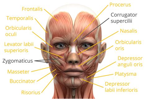 Learn The Facial Muscles With Quizzes Amp Labeled Muscle Anatomy Worksheet - Muscle Anatomy Worksheet