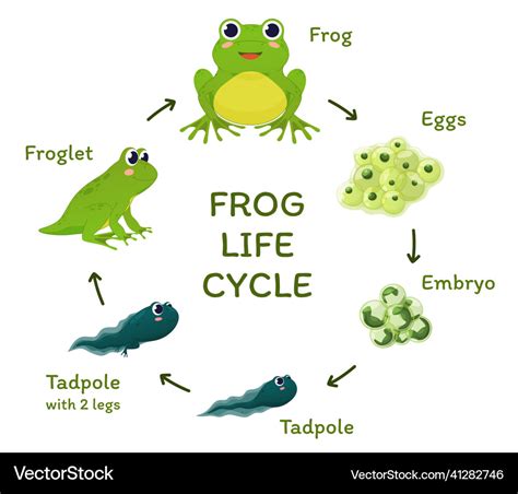 Learn The Frog Life Cycle Amazing Science For Frogs Kindergarten - Frogs Kindergarten