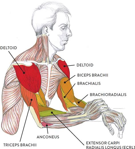 Learn The Muscles Of The Arm With Quizzes Muscle Anatomy Worksheet - Muscle Anatomy Worksheet