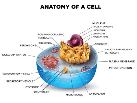 Learn The Parts Of A Cell With Diagrams Cell Parts Worksheet - Cell Parts Worksheet