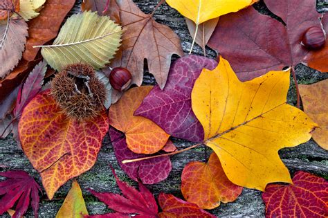 Learn The Science Behind Fall Foliage Extension The Science Of Fall - The Science Of Fall