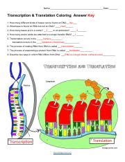 Learn Transcription And Translation By Coloring The Biology Transcription And Translation Worksheet Answers Biology - Transcription And Translation Worksheet Answers Biology