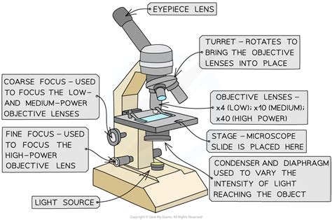 Learnbiology Net Microscopy Gcse Biology Biological Magnification Worksheet - Biological Magnification Worksheet