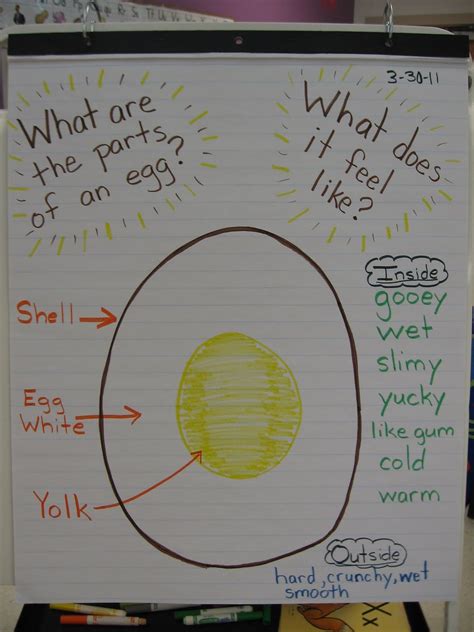 Learning About Eggs At Preschool No Time For Animals That Hatch From Eggs Preschool - Animals That Hatch From Eggs Preschool