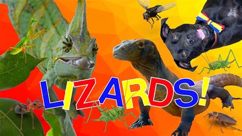 Learning About Lizards Kid Reporters 039 Notebook Lizard Math - Lizard Math