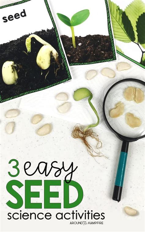 Learning About Seeds In Third Grade With Free Plant Worksheets 3rd Grade - Plant Worksheets 3rd Grade