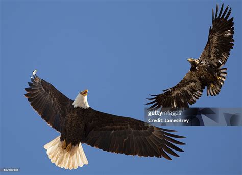 learning to fly with eagle v6