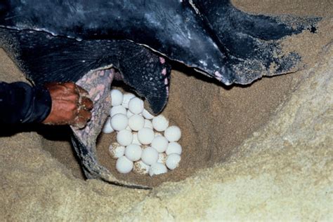 leatherback sea turtle eggs