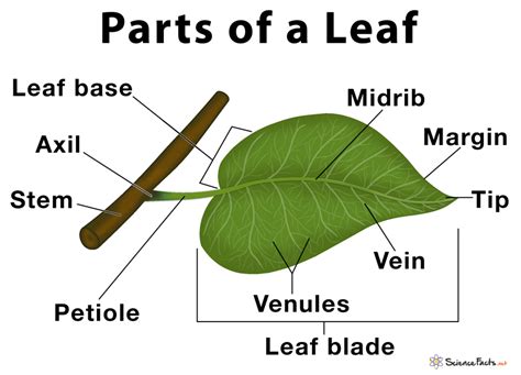Leaves And Leaf Anatomy Enchantedlearning Com Leaves Worksheet Answers - Leaves Worksheet Answers