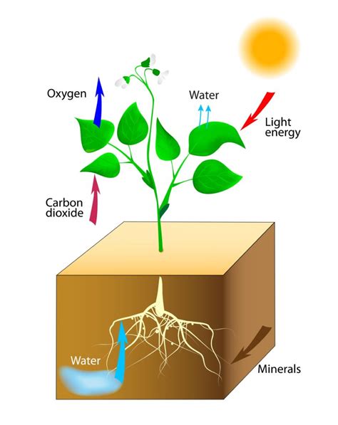 Leaves And Roots