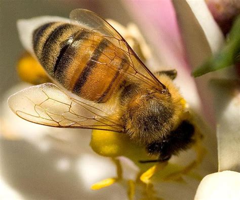 Lebah Madu Wikipedia Bahasa Indonesia Ensiklopedia Bebas Madu Lebah Asli - Madu Lebah Asli