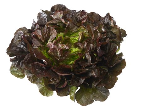 lechuga hoja de roble caracteristicas