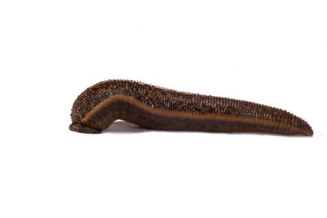 Leech In Spanish