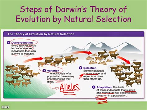 Leera It Theory Of Natural Selection Worksheet Html Darwins Natural Selection Worksheet Answers - Darwins Natural Selection Worksheet Answers