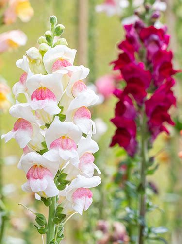 leeuwenbek bloem betekenis